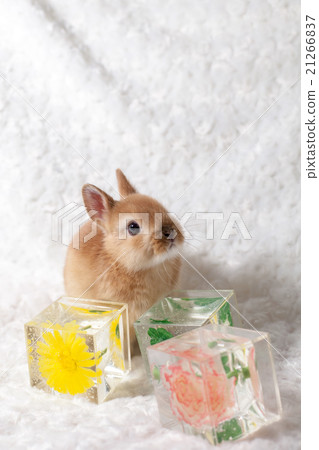 Rabbit and Huaxia Crystal 21266837