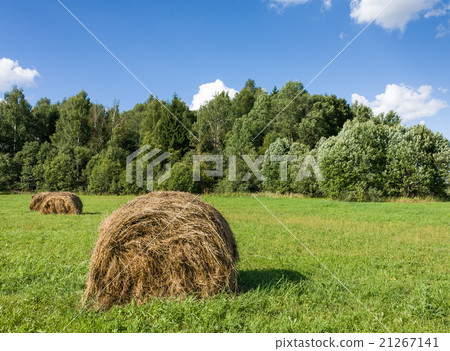 Field with haystacks and green trees 21267141