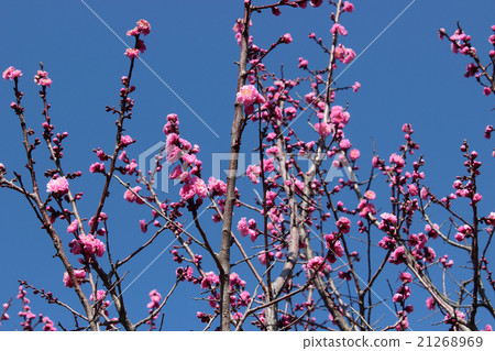 Rain plum of Kyoto Kozoninin Rain plum of Kyoto Kozoninin 21268969
