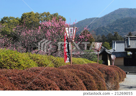 京都Kozento小野梅花園 21269055