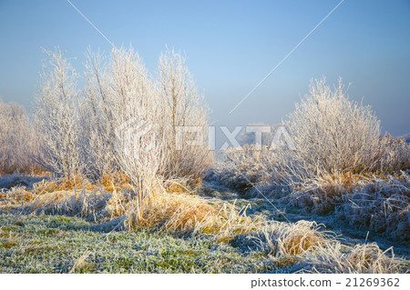 Snow covered trees, winter landscape 21269362