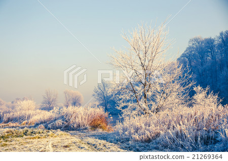 Snow covered trees, winter landscape 21269364