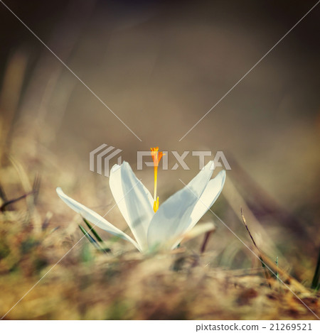Blooming white crocuses, spring flower Blooming white crocuses, spring flower 21269521