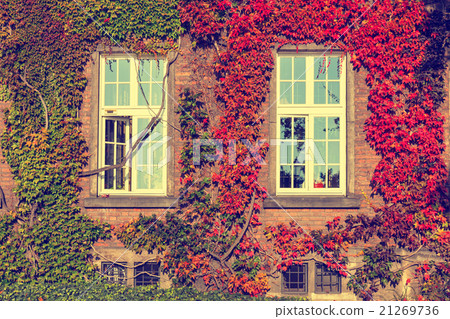 Climbing vines of ivy on a house, vintage look Climbing vines of ivy on a house, vintage look 21269736