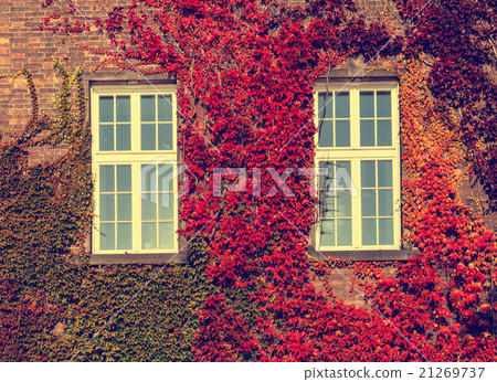 Climbing vines of ivy on a house, vintage look 21269737