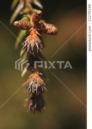 天然植物杉，世界似乎是黃色的。花粉飛揚，雄花開放 21270199