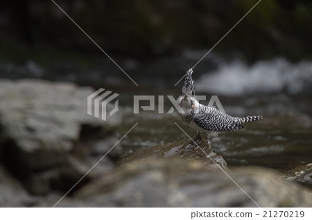Yamasemi male living in mountain stream Yamasemi male living in mountain stream 21270219