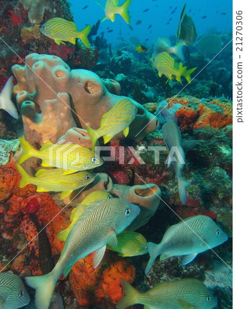 Cozumel, Coral, Fish, Diving Cozumel, Coral, Fish, Diving 21270306