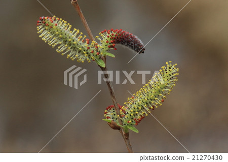 天然植物Inukori年輕,雄花開放,幼葉也開始發芽① 天然植物Inukori年輕,雄花開放,幼葉也開始發芽① 21270430