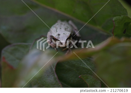 Creatures Amphibian diphone frogs, a warm day in late March. I can hear a cry from here and there. Creatures Amphibian diphone frogs, a warm day in late March. I can hear a cry from here and there. 21270619