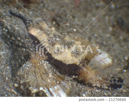 Umiten 2 Umiten 2 21270688