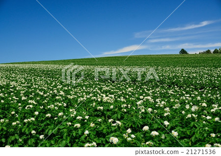 Potato flower bloom earth Potato flower bloom earth 21271536