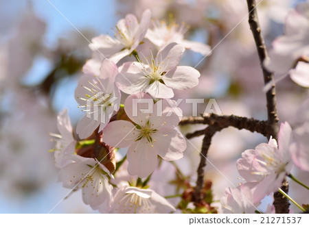 Cherry blossom Cherry blossom 21271537
