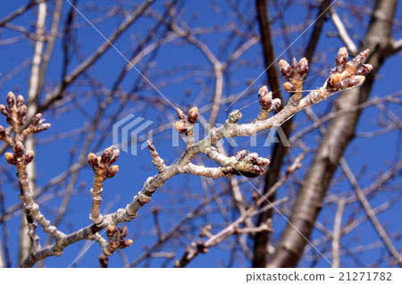 Blue sky & blooming cherry blossoms bud Blue sky & blooming cherry blossoms bud 21271782