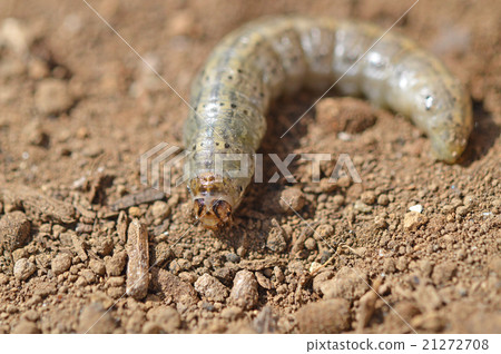 Beetle (root stings) Beetle (root stings) 21272708