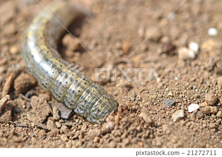 Beetle (root stings) 21272711