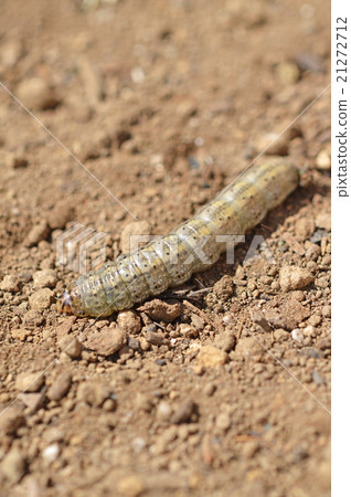 Beetle (root stings) 21272712