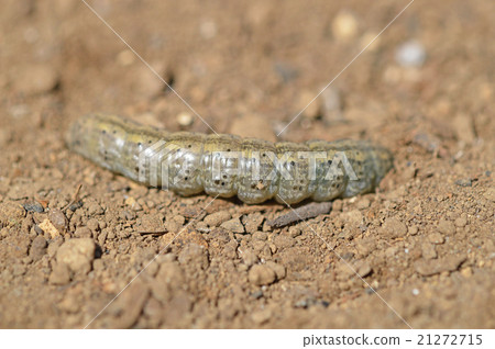 Beetle (root stings) 21272715