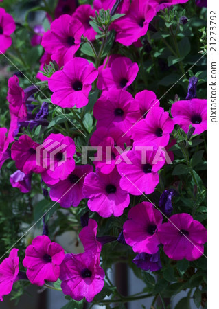 Muroto morning glory is called Tsukubane Arisagao Petunia. Muroto morning glory is called Tsukubane Arisagao Petunia. 21273792