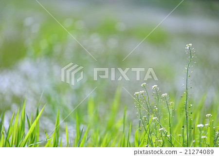 Refreshing prairie 21274089