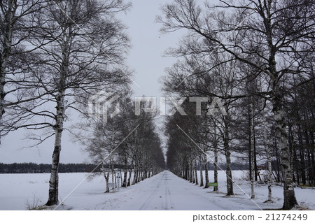  White birch trees 21274249