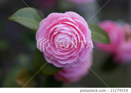 花 21274559