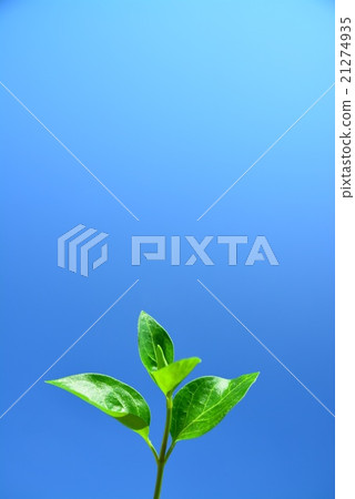Green young leaves shining in the sun Green young leaves shining in the sun 21274935
