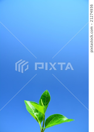 Green young leaves shining in the sun Green young leaves shining in the sun 21274936