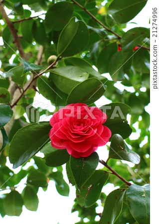 Tsubaki Kiku winter solstice 7 Tsubaki Kiku winter solstice 7 21274996