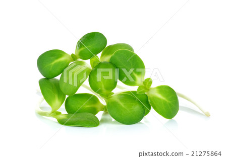 sunflower sprouts isolated on the white background 21275864