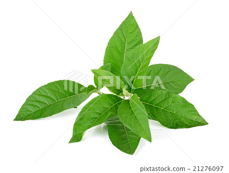 Adhatoda vasica or medicinal Basak leaf isolated Adhatoda vasica or medicinal Basak leaf isolated 21276097