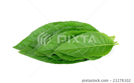 Adhatoda vasica or medicinal Basak leaf isolated 21276102