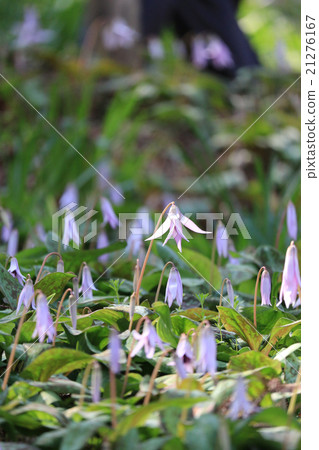 Koharami河的Katakuri 21276167