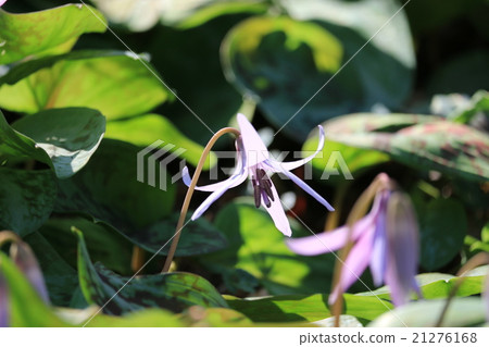 Koharami河的Katakuri 21276168