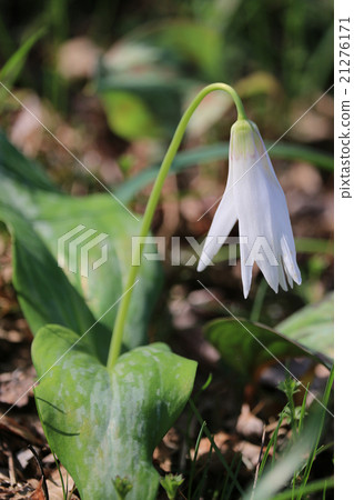 Kakuri of the Kaori River / White Kakuri of the Kaori River / White 21276171