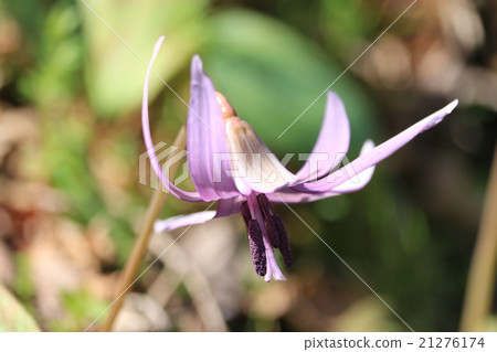 Koharami河的Katakuri 21276174