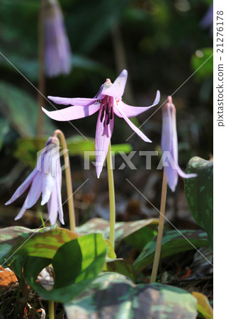 Koharami河的Katakuri 21276178