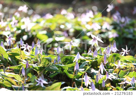 Katakuri of Koharami River 21276183