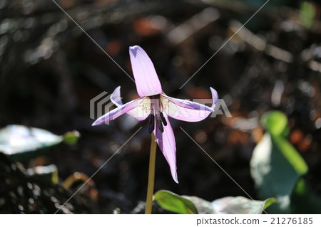 Koharami河的Katakuri 21276185