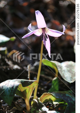 Koharami河的Katakuri 21276186