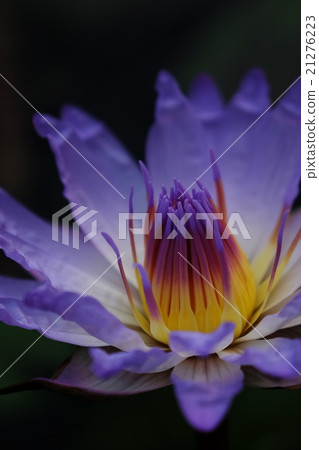 Water lily Water lily 21276223