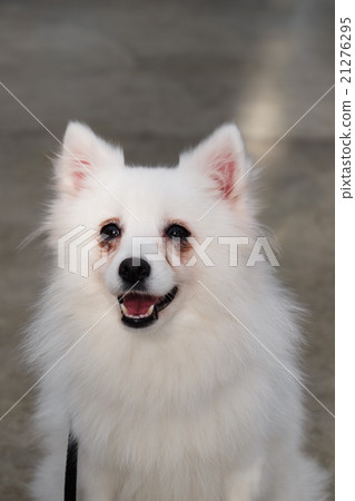 Spitz Spitz 21276295