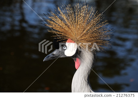 White-crowned crane 21276375