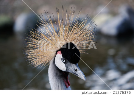 White-crowned crane 21276376