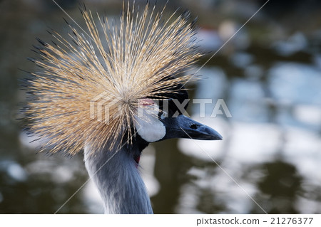 白冠鶴 白冠鶴 21276377