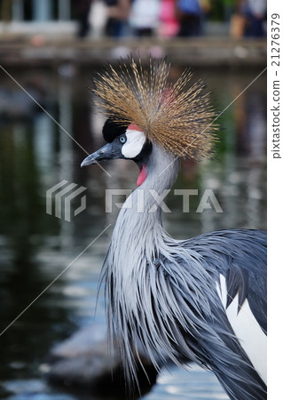 White-crowned crane 21276379