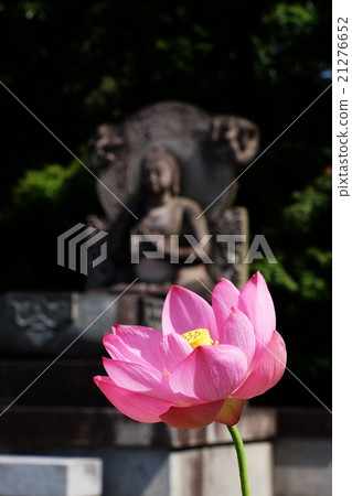 Lotus Lotus 21276652