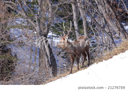 Wild Ezo deer male big horn Nature in Hokkaido Wild Ezo deer male big horn Nature in Hokkaido 21276789