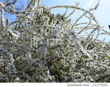 Snowflake flowers are beautiful in appearance as branches are covered with bouquets. It seems that snow is piled up from a distance. Snowflake flowers are beautiful in appearance as branches are covered with bouquets. It seems that snow is piled up from a distance. 21277028