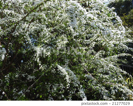 Snowflake flowers are beautiful in appearance as branches are covered with bouquets. It seems that snow is piled up from a distance. 21277029